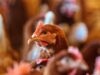 Essay ‘Met recht zorgen voor dieren’